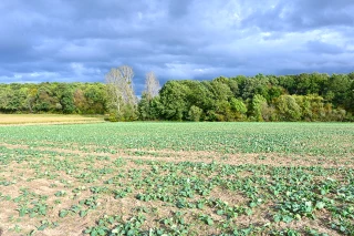 Apport d’azote en végétation à l’automne sur colza, de nouvelles possibilités réglementaires