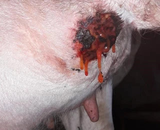 « Mes vaches saignent sans s’être blessées »